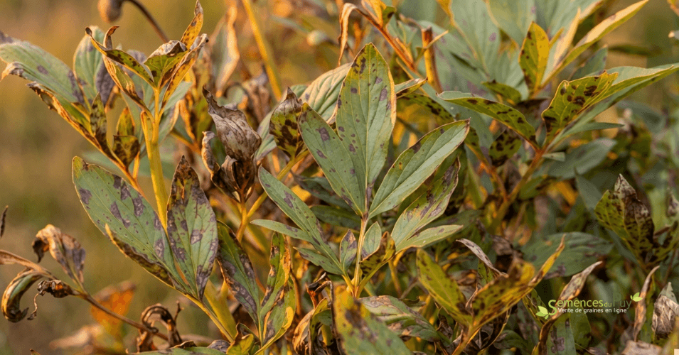 Prévenir et traiter les maladies des pivoines